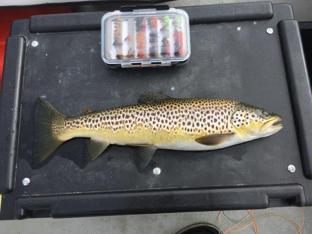 Orkney Trout Fishing Association Fishing Sea Trout