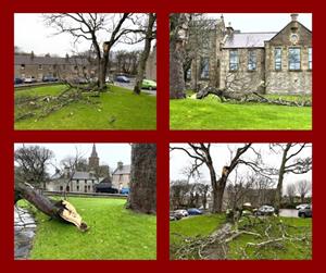 Council tree felled by the wind