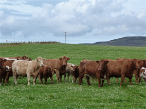 Orkney declared BVD-free