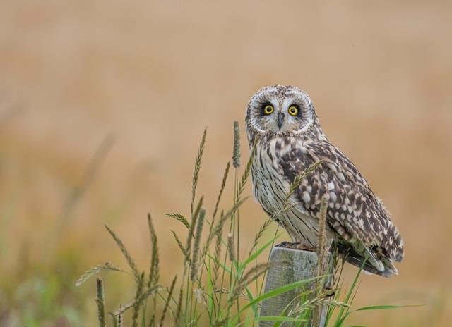 Short Eared Owl captured by and credit to Alistair Holmes.