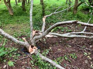Muddiesdale trees deliberately damaged