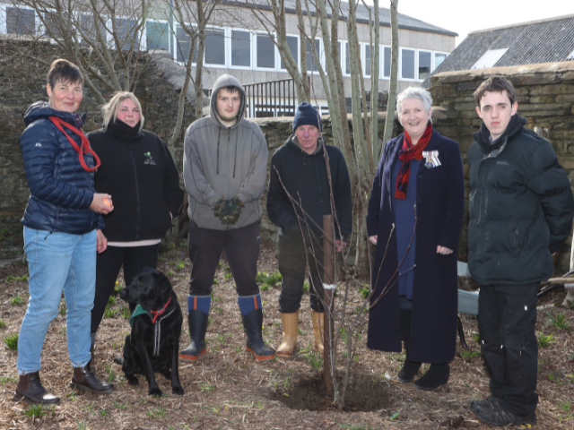 Royal rowan takes root in Tankerness House Gardens