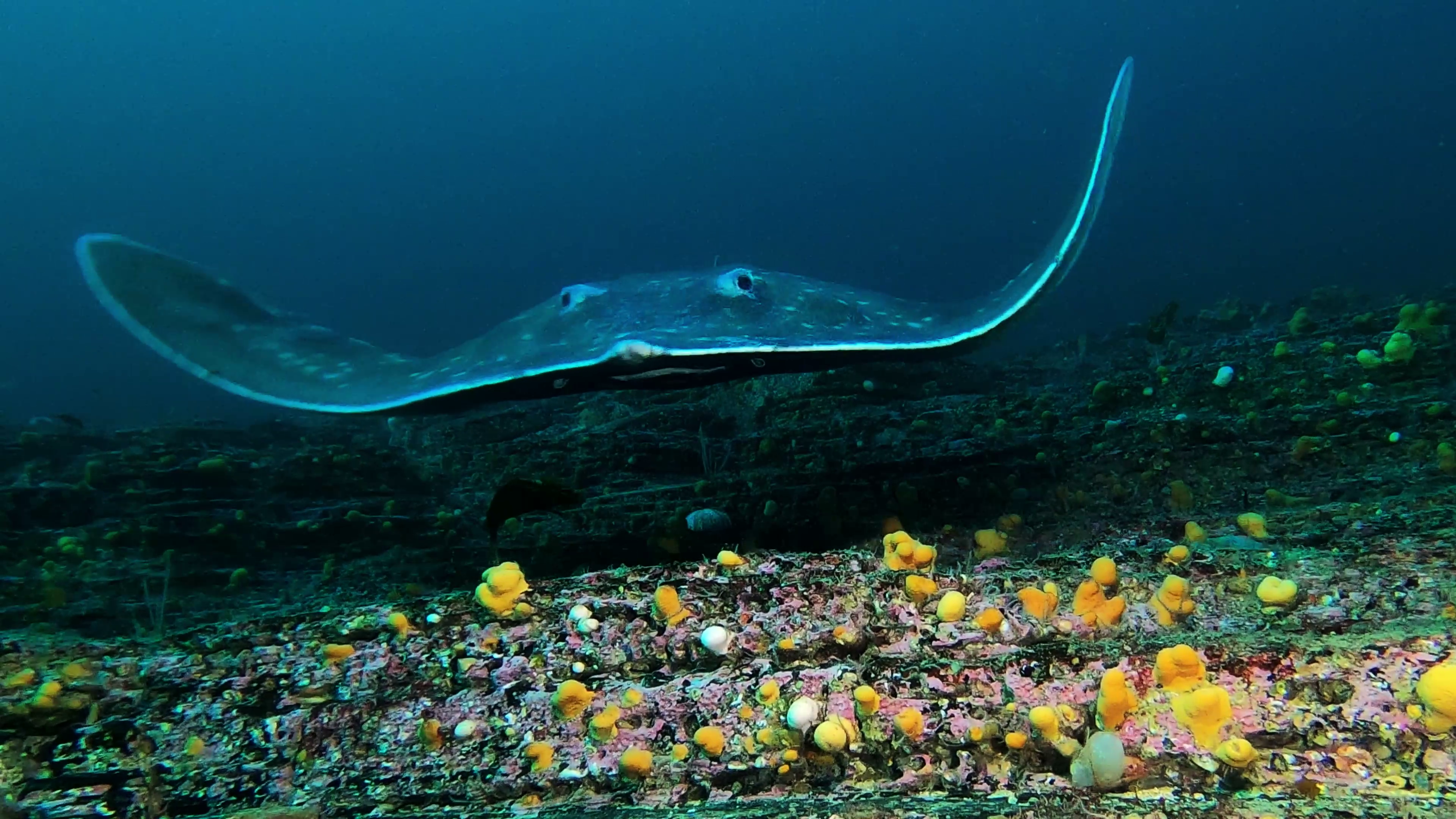 Story of the endangered flapper skate comes to life in a new film