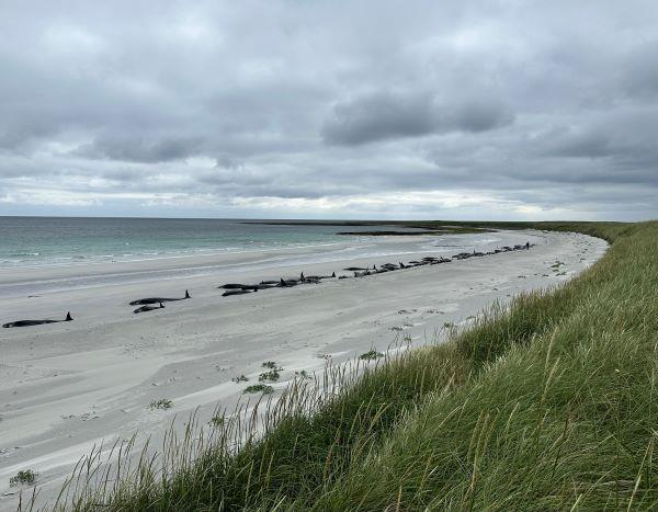 whales on the beach.jpg